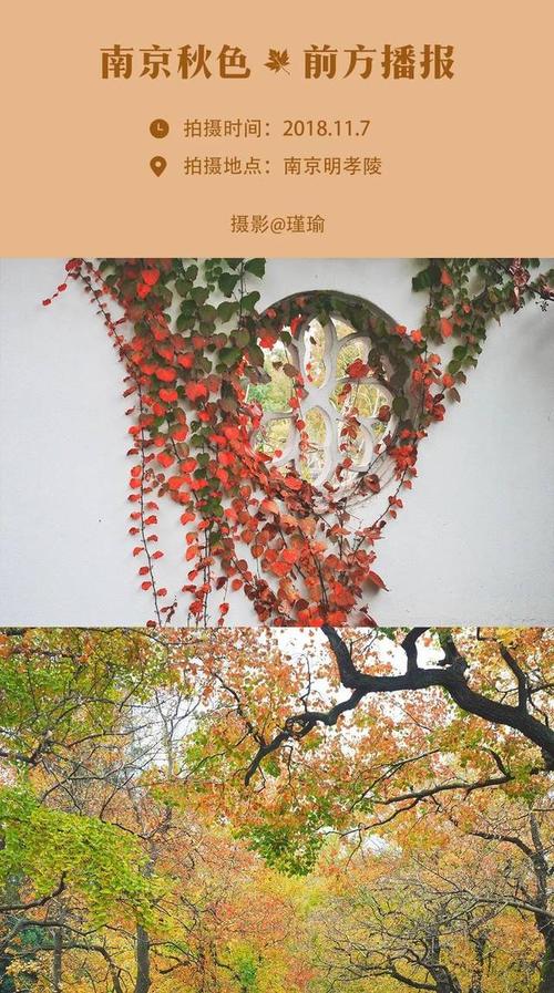 梧桐树下看尽千年