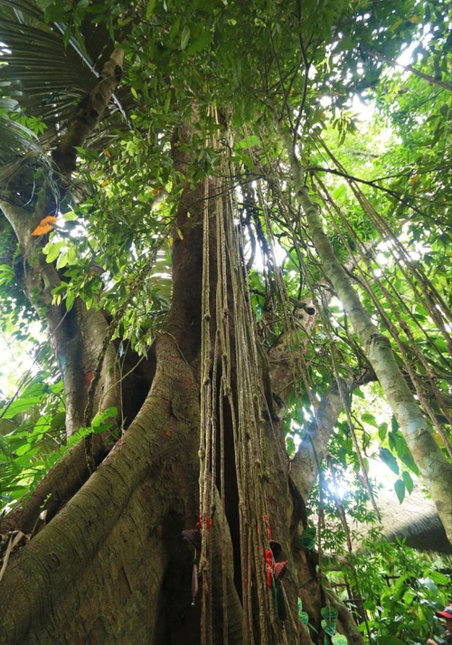 世界上最毒的树,见血封喉树毒性堪比鹤顶红,解药生活地点有意思