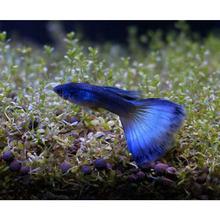 85同款货源tb715429466淘宝钛金红尾孔雀鱼孕母临产特大 免邮