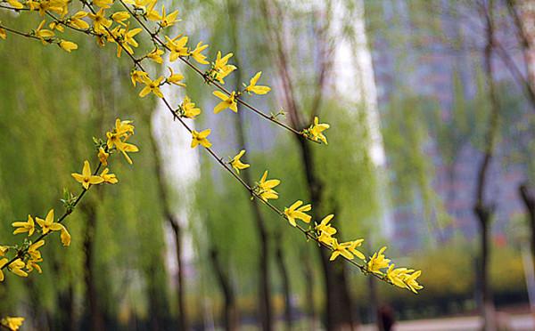 诗韵:不觉春将至,作春意图抒怀