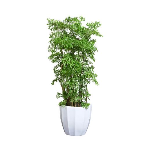 福禄寿大盆盆栽福禄羽叶盆景室内大型植物乔迁大型绿植