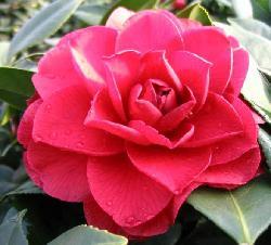 茶花贝拉大玫瑰30公分