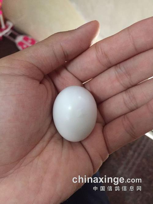 开始照蛋,有一个散蛋了,吃掉.孵了4天四枚受精蛋,一个没受精,吃掉.