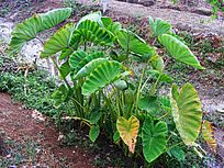 芋头全株