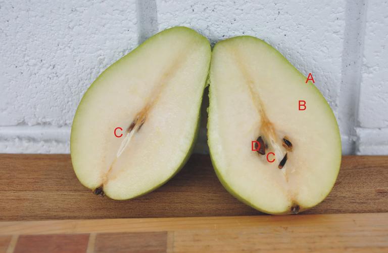 这是西洋梨横剖面