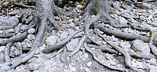 我们看到的枝繁叶茂,源于深藏的根深蒂固