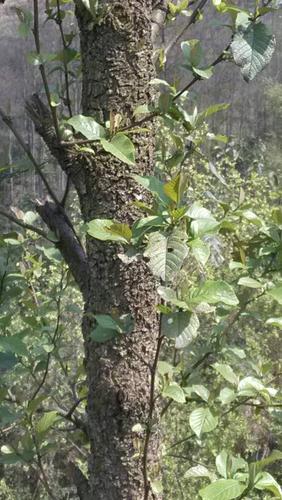 别名:水冬瓜树,水青风,桤蒿, 为桦木科,桤木属