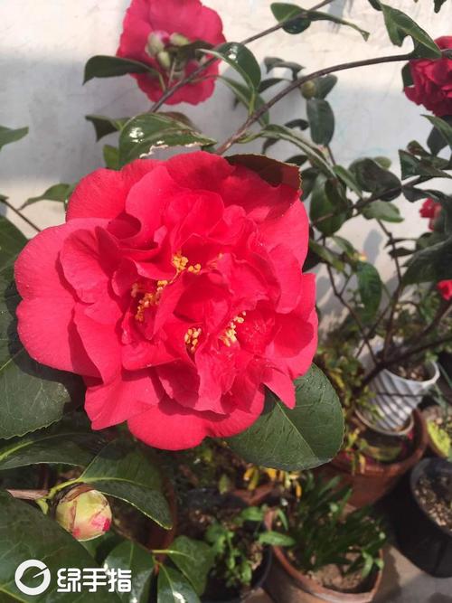 茶花 克瑞莫