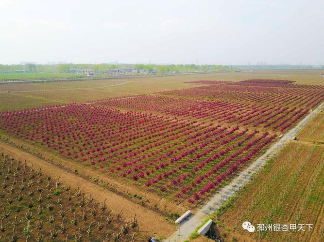 航拍!不知不觉,这位"大功臣"竟造就了邳州这么多美景!