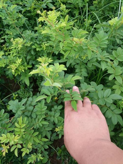 50公分黄木香一棵多少钱,盆栽苗60公分1米黄木香价格行情