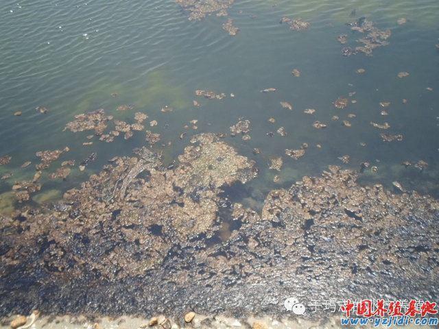 南美白对虾养殖池底栖硅藻(底皮)的处理对策分析