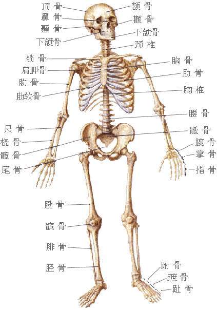 全身骨骼(前面观图)
