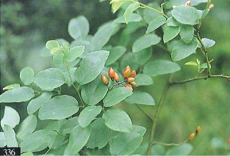 鉴定学名 台湾黄鳝藤  berchemia formosana c.k. schneid.已审定