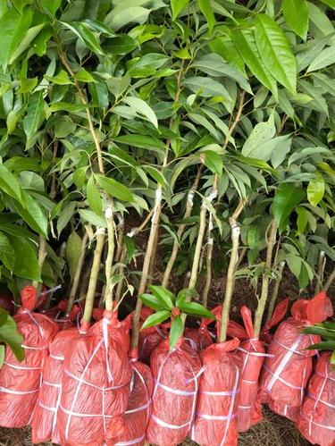 荔枝苗 灵山荔枝苗批发 妃子笑荔枝苗 品种齐全