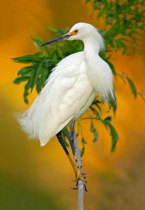 一曲,《白鹭鸶随想曲》,美篇专栏,采用了"白鹭"飞姿",而制作成相册.