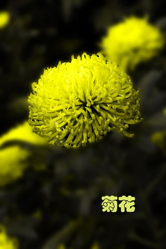 菊花花博会上看到不一样的花
