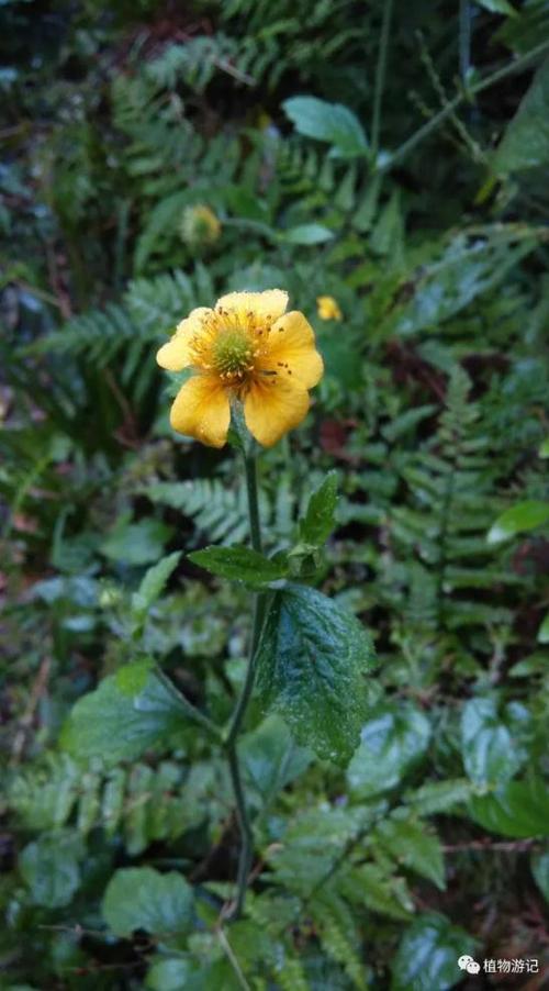 蓝布正植物资料介绍_功效作用|药用价值
