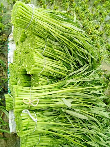 供应大厅  蔬菜 空心菜                    商品详情