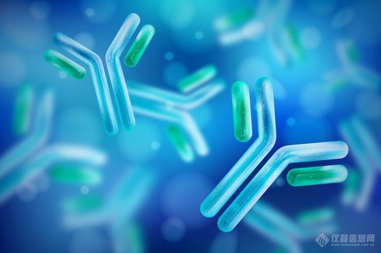 抗体能够识别病原体的独特分子,即抗原.抗体"y"的每个末端都包含对