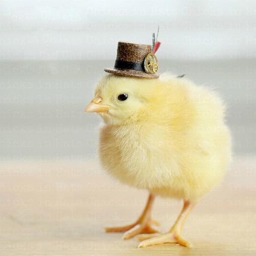 戴帽子萌萌的小鸡图片大全(2)