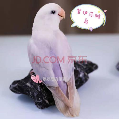 天弗合法面类手养亲人牡丹鹦鹉紫罗兰伊莎薰衣草松石伊莎蓝闪牡丹雏鸟
