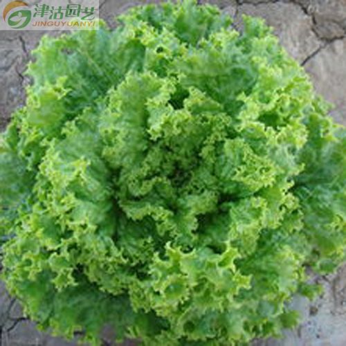 蔬菜种子 莴苣 阿维斯大速生菜 美国大速生菜种子 阳台种植 早熟