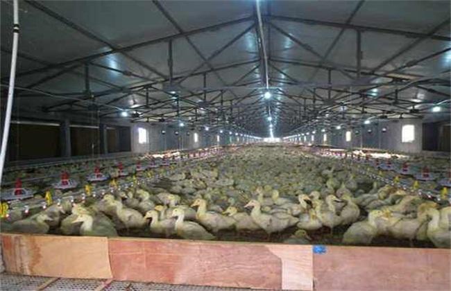 大棚养鸭技术要点