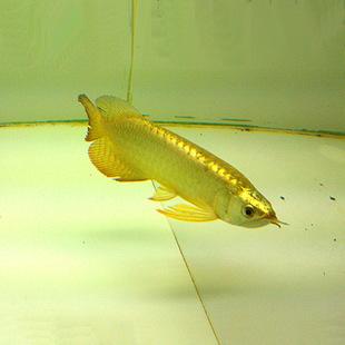 24k纯种小金头过背蓝底b级高背金龙鱼红龙鱼活体鱼热带鱼观赏鱼苗