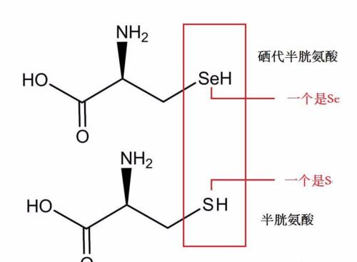 硫和硒是同族元素,半胱氨酸和硒代半胱氨酸的区别就是,半胱氨酸含有