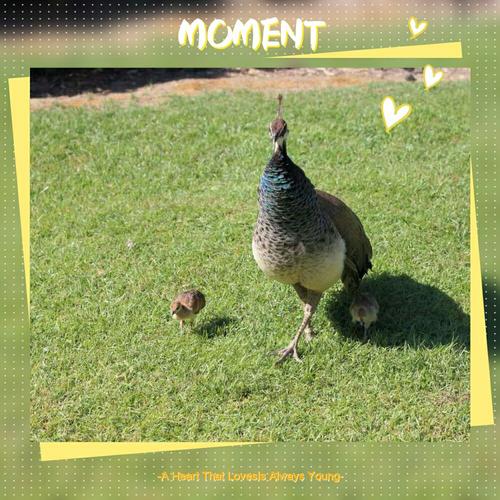 其它 小小孔雀成长记 写美篇 小小的孔雀 承载着大朋友们小朋友们的