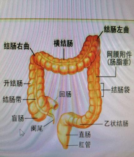 正常人体学——26结肠,27盲肠 28 直肠和肛门