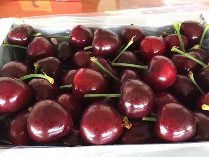 大连旅顺大樱桃-自家果园直发孕妇水果-梅枣(5斤顺风包邮)