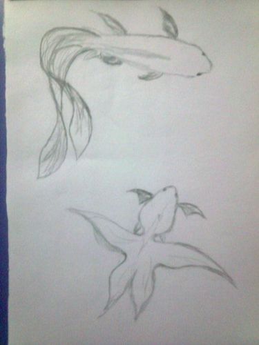 铅笔画锦鲤图片