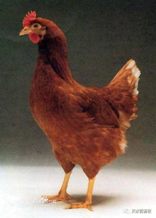 罗曼褐蛋鸡是德国罗曼家禽有限公司培育的高产蛋鸡品种,其特点是驳鞍