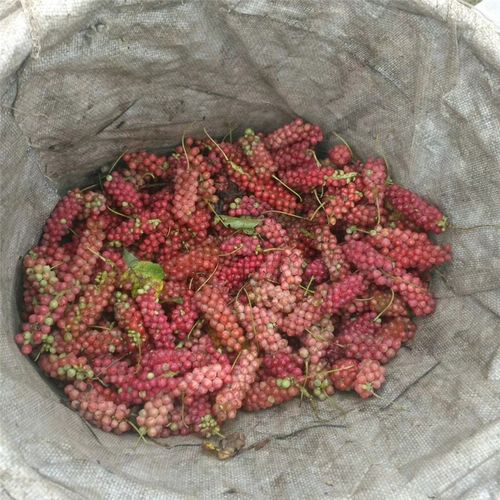 秦岭南五味子新鲜秤砣现货速发泡酒泡茶顺丰航空冷链2