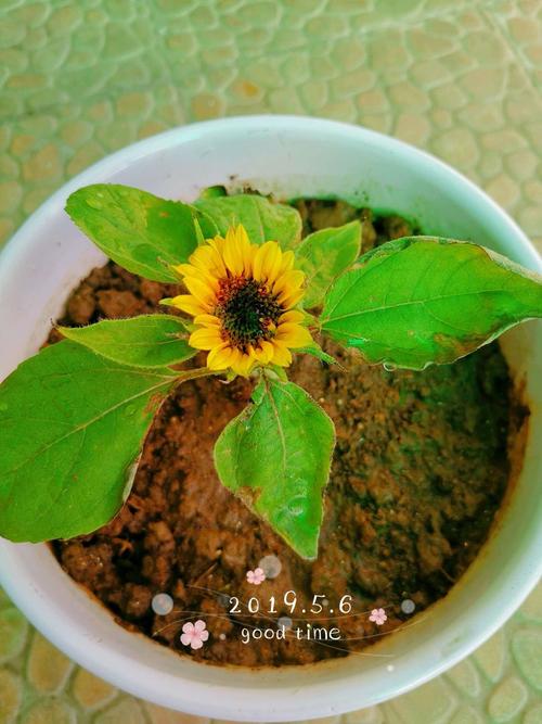 向日葵成长记