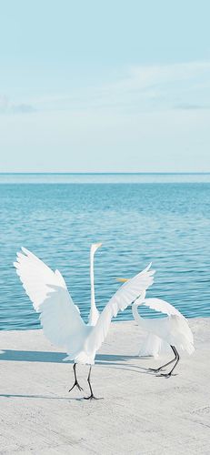 苹果手机壁纸尺寸(24张适合iphone xr/xs壁纸推荐)