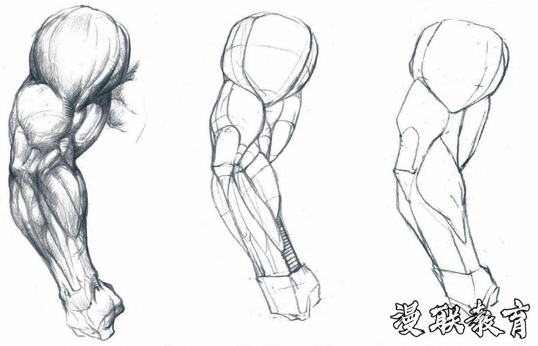 教程人体绘画基础part02认识肌肉