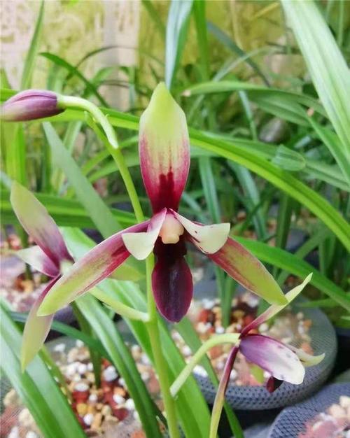 2021年成都兰花市场行情如何这些品种依旧引领着国兰市场