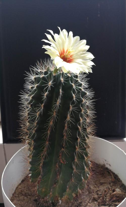 左旋龙王球第一次开花记