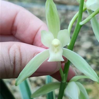 建兰峨眉雪2苗1芽