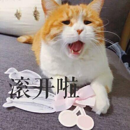 猫咪张大嘴叫:滚开啦_金馆长妈蛋表情网md.itlun.cn