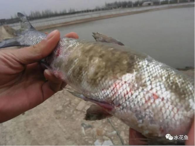 低温时节鱼类伤后水霉病的防范和应对发病原理就决定了治疗难度