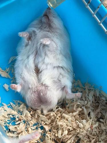 网友晒出仓鼠蠢萌睡姿,其他网友却都说:要出事!