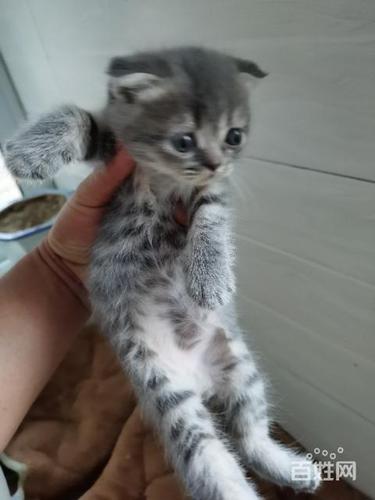 【图】- 家养蓝猫和美短配的 - 淮安淮阴猫猫 - 淮阴