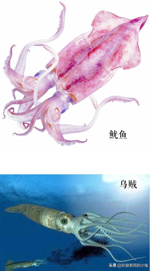 章鱼乌贼鱿鱼八爪鱼有啥不一样