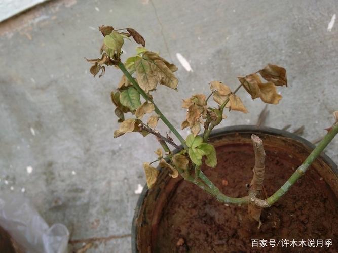 当月季在夏季遇到缺水,霜霉,红蜘蛛等各种会导