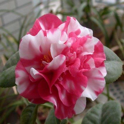 精品茶花苗 山茶花盆栽四季绿植物花卉观花庭院阳台蔷薇玫瑰牡丹