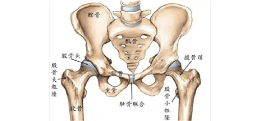 髋关节的构造和髋关节置换手术
