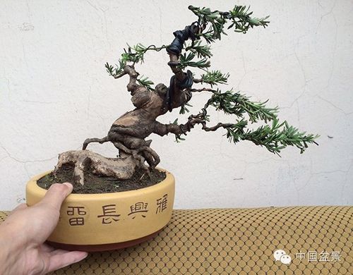 通派盆景雀舌罗汉松欣赏